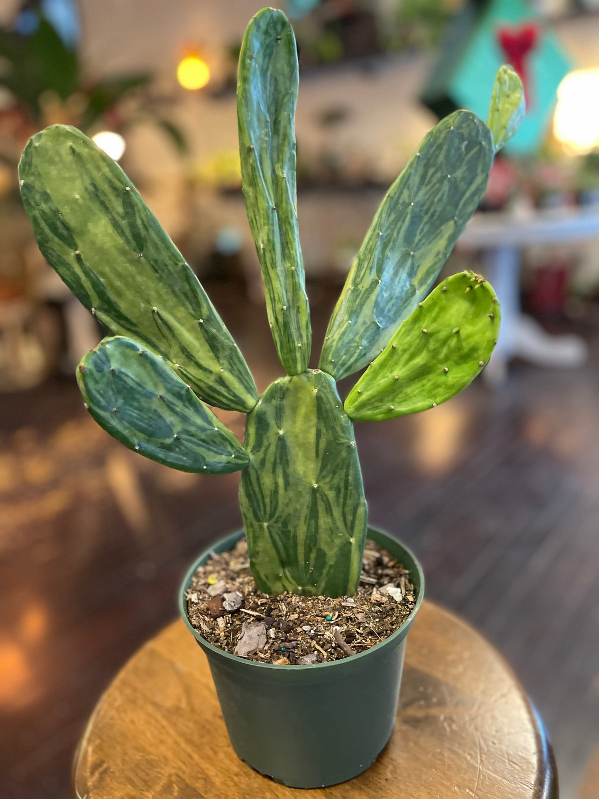 Opuntia Sunburst