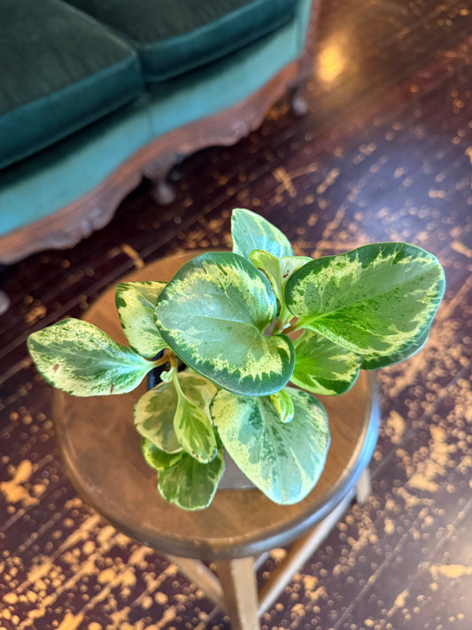 Peperomia Marble