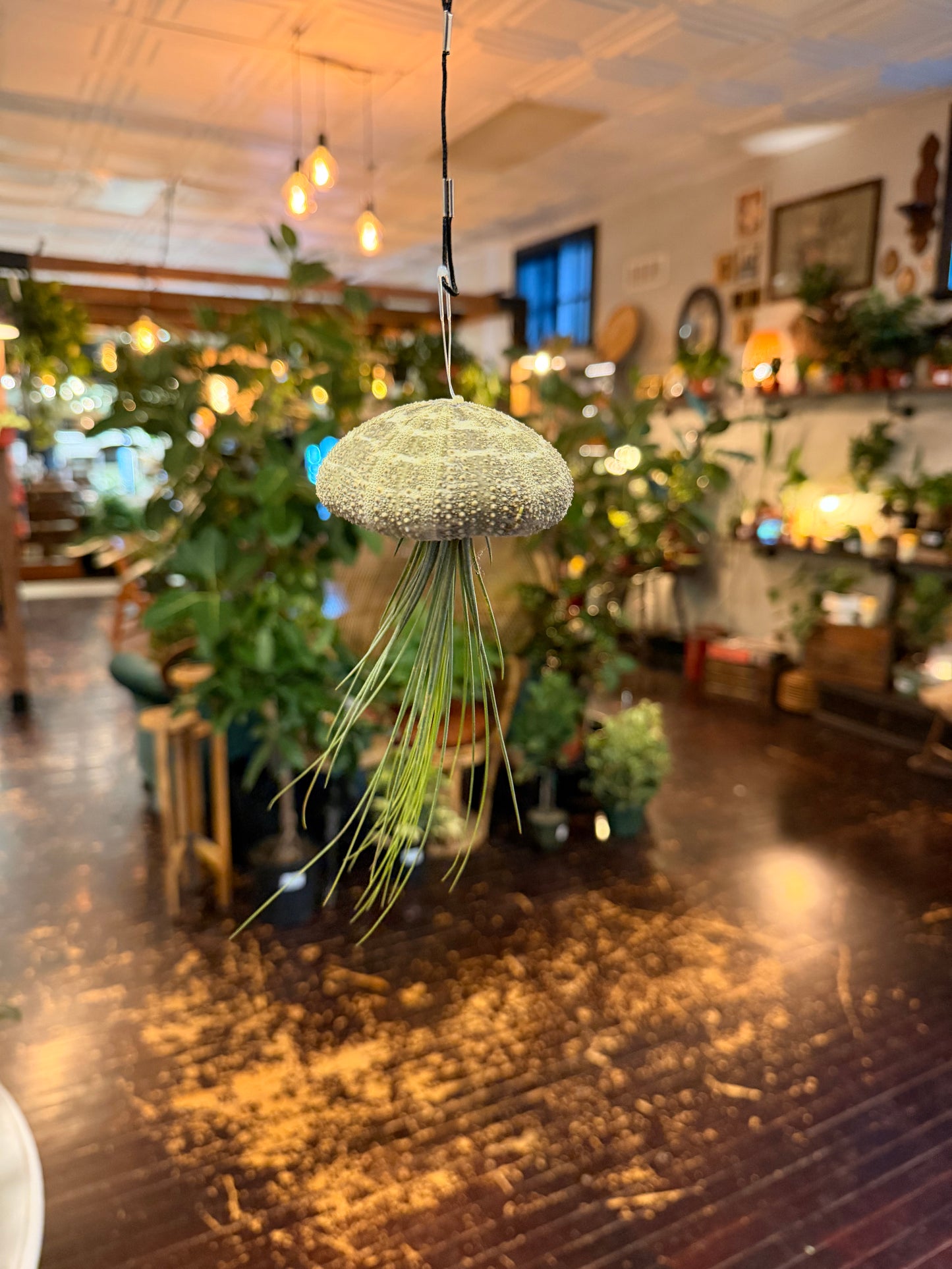 Air Plant Jellyfish