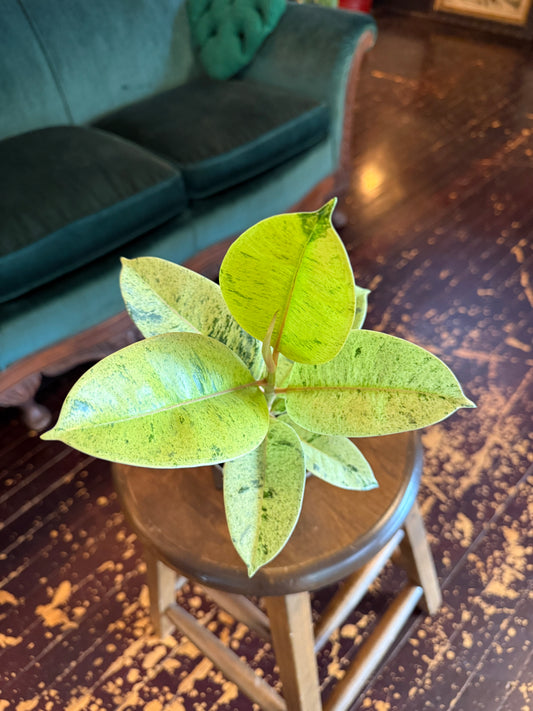 Ficus Elastica Shivereana