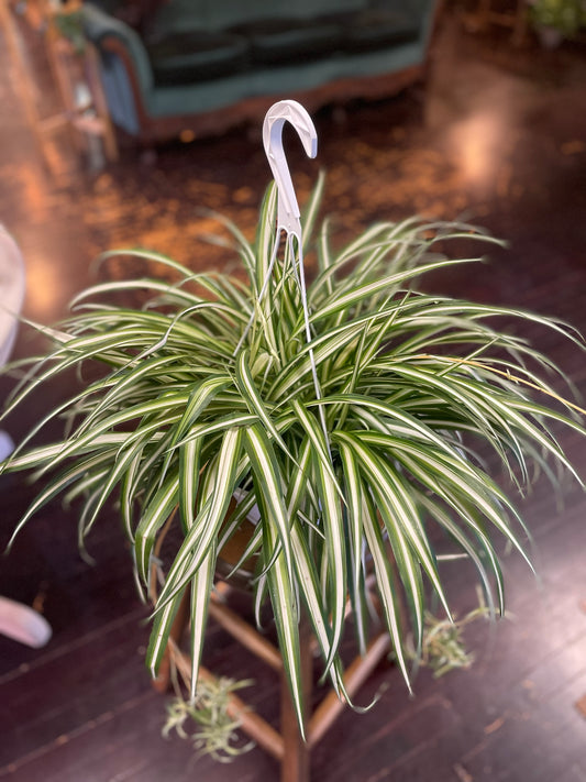 Variegated Spider Plant