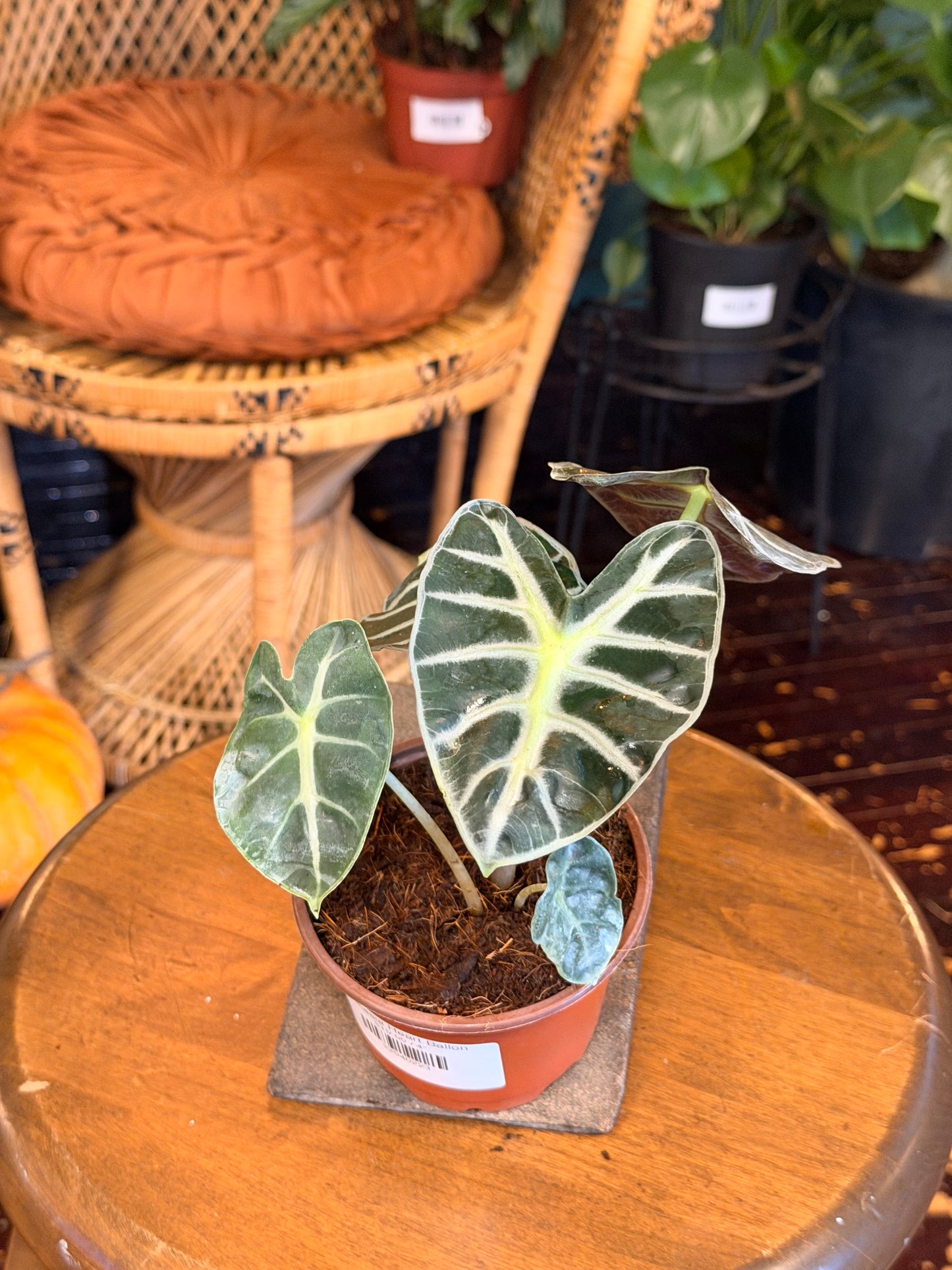 Alocasia Heart Ballon