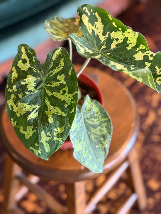 Alocasia Hilo Beauty