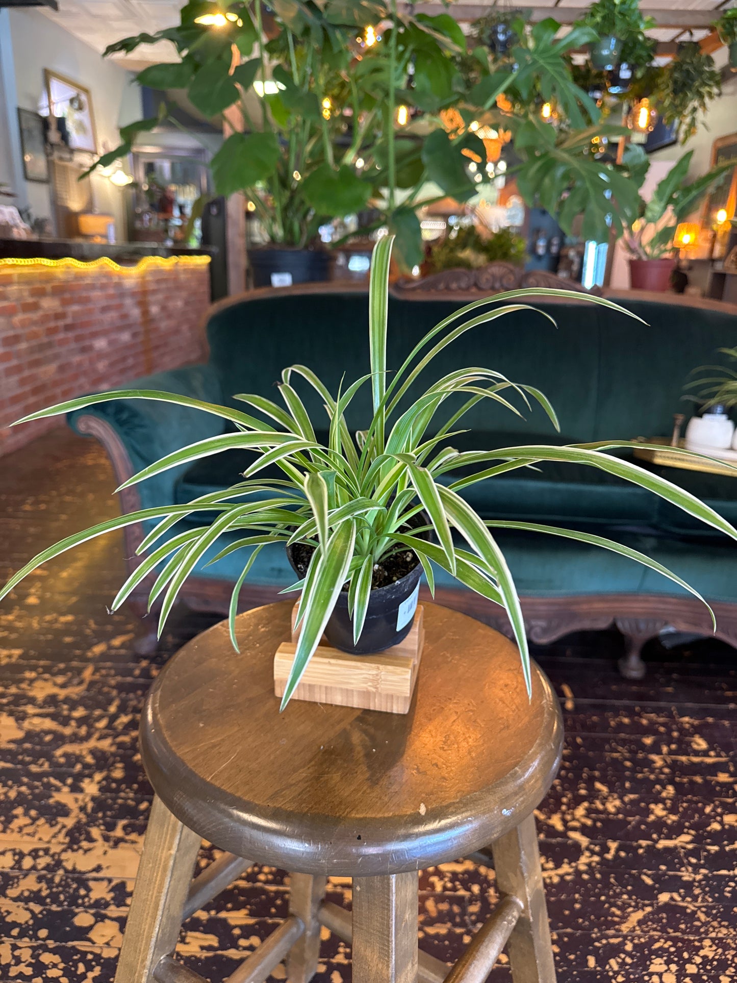 Reverse Spider Plant