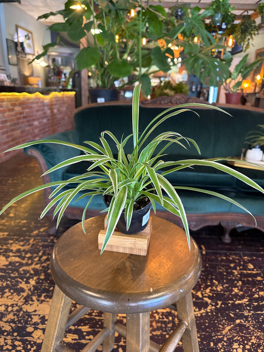 Reverse Spider Plant