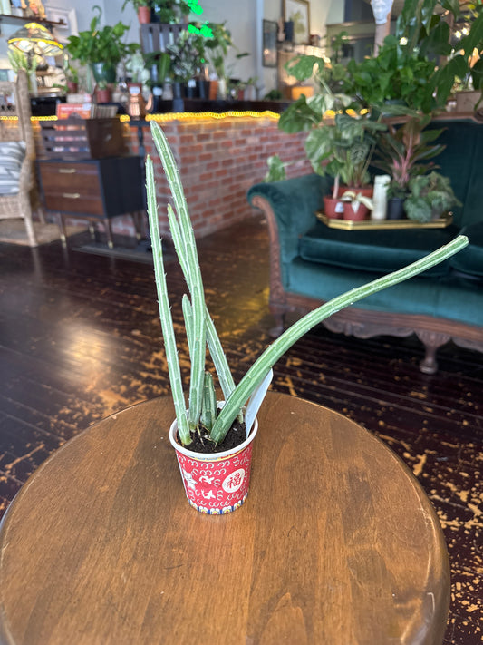 Senecio Stapeliiformis ‘Pickle Plant’