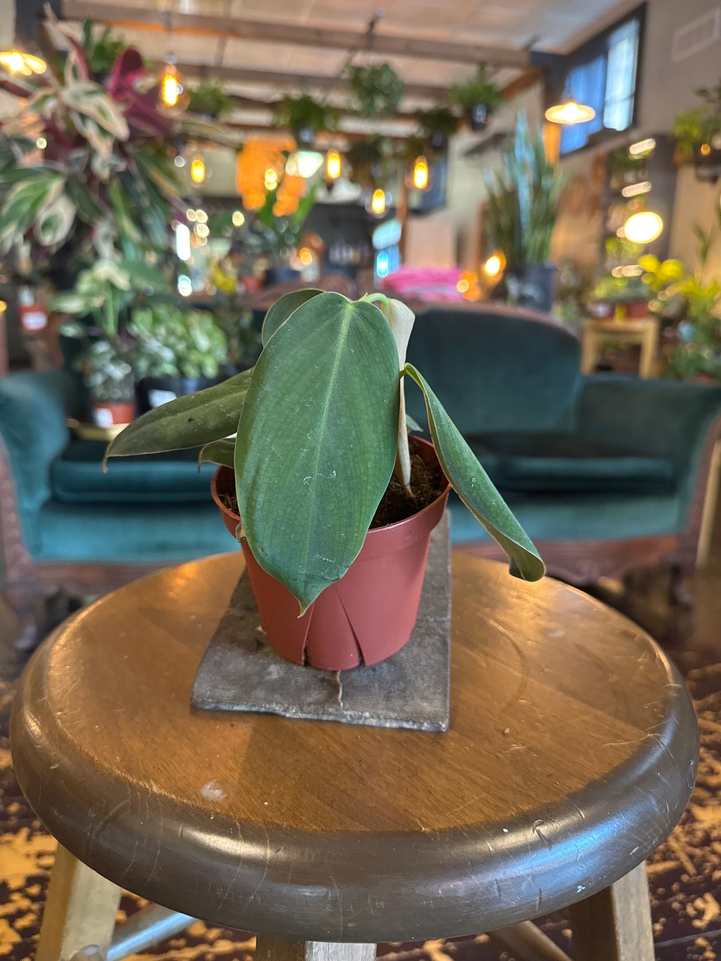 Philodendron Gigas