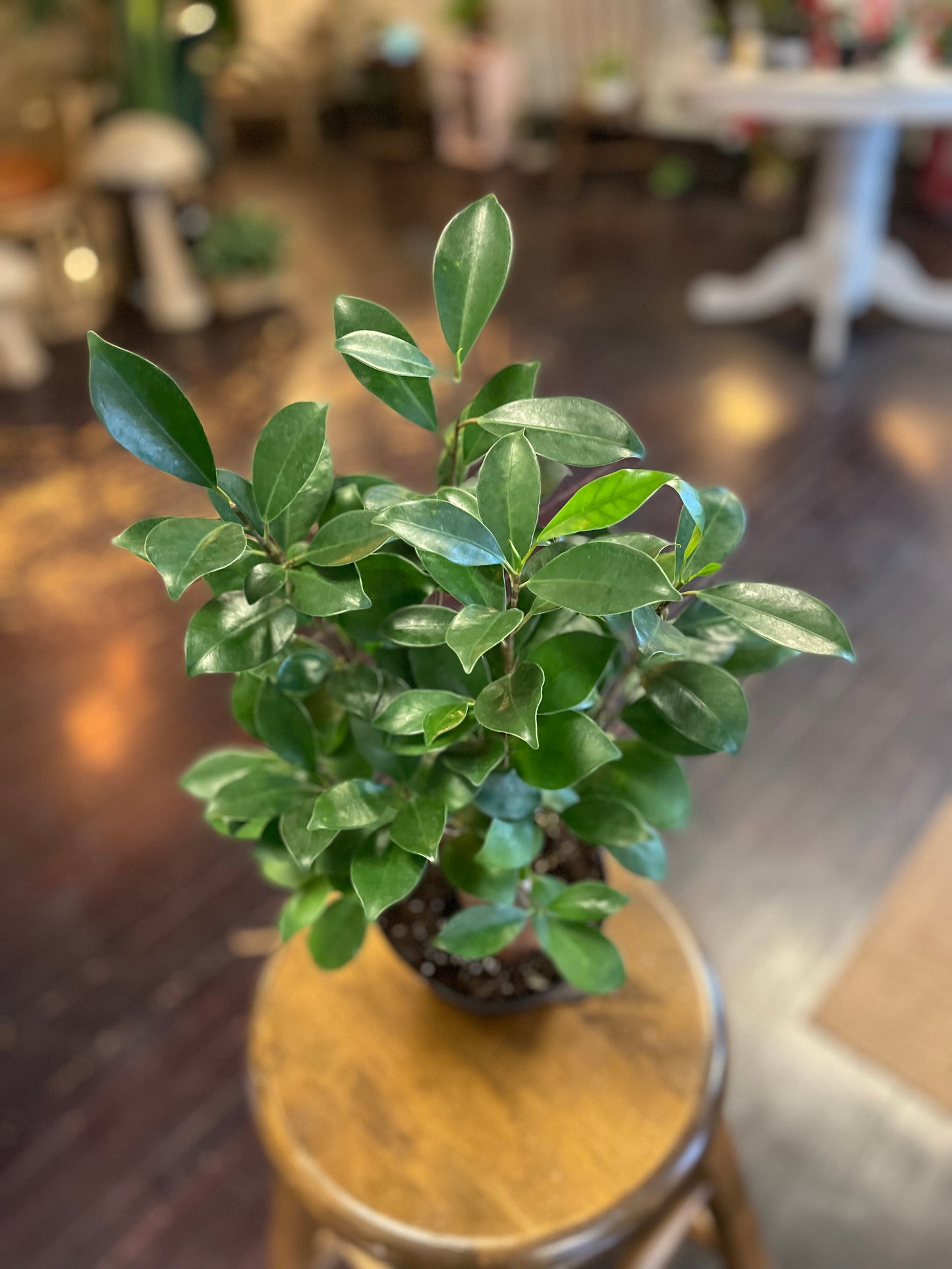 Ginseng Ficus