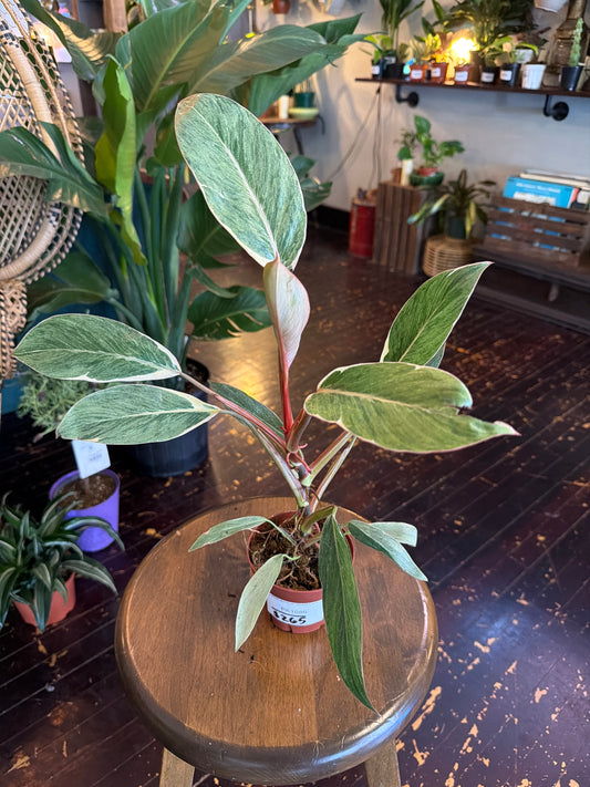 CYBER MONDAY: Philodendron 'Shady Lady' 1086