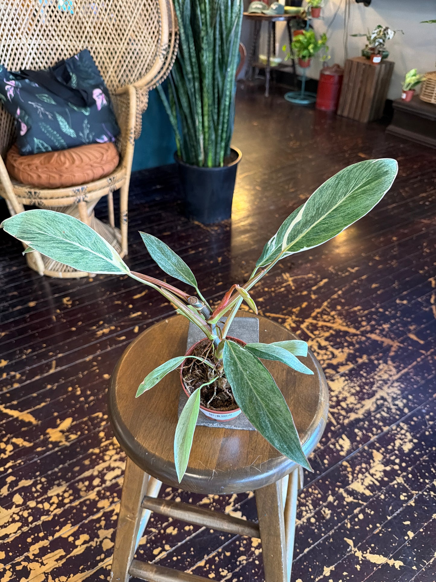 Philodendron Shady Lady
