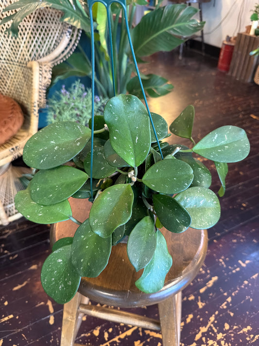 CYBER MONDAY: Hoya Obovata - 1089