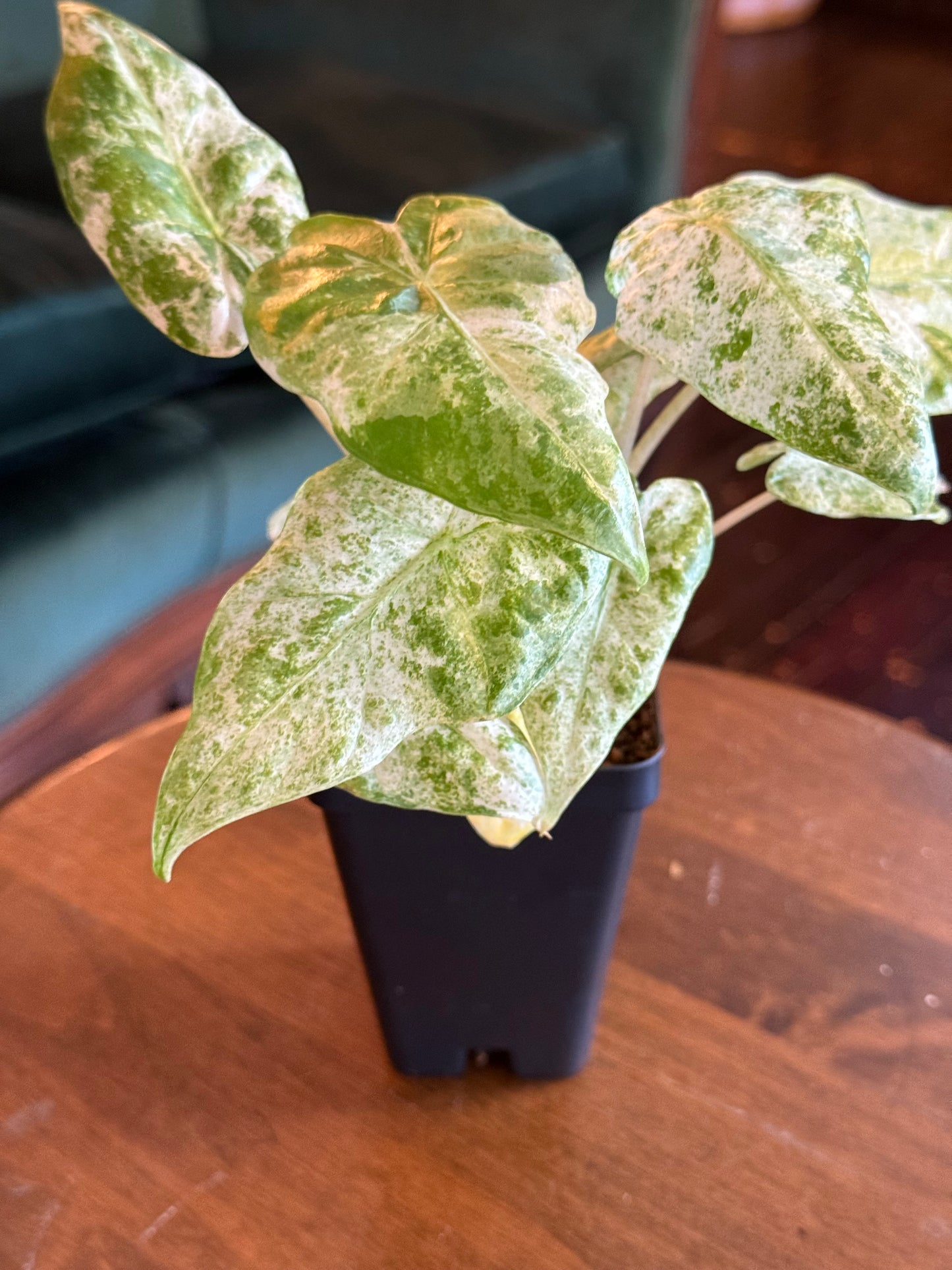 Alocasia Odora Batik Variegated
