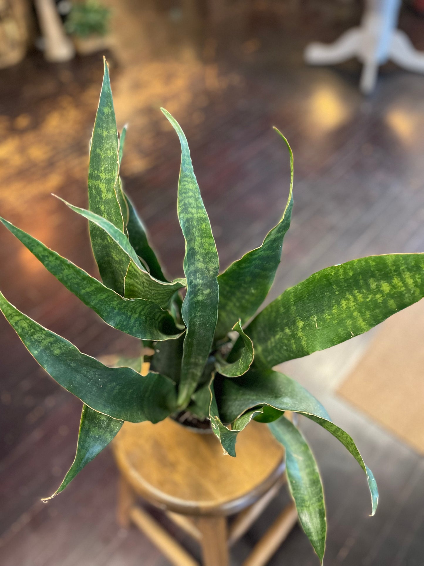 Sansevieria Jaboa