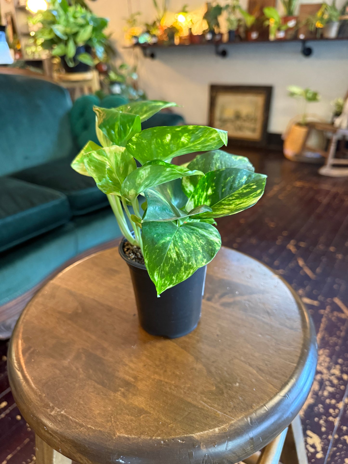 Epipremnum "Hawaiian Pothos"
