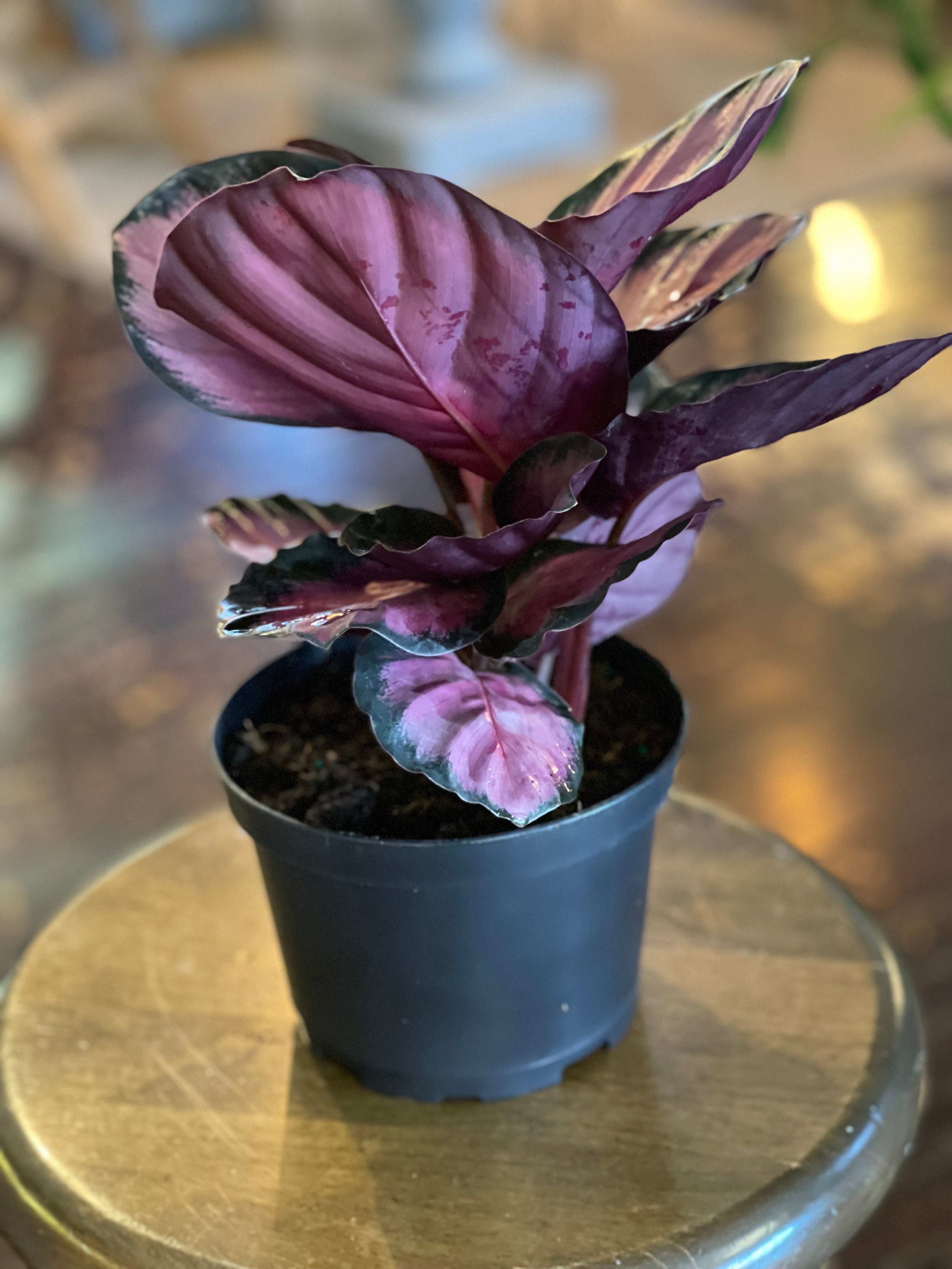 Calathea Pink Star – The Conservatory