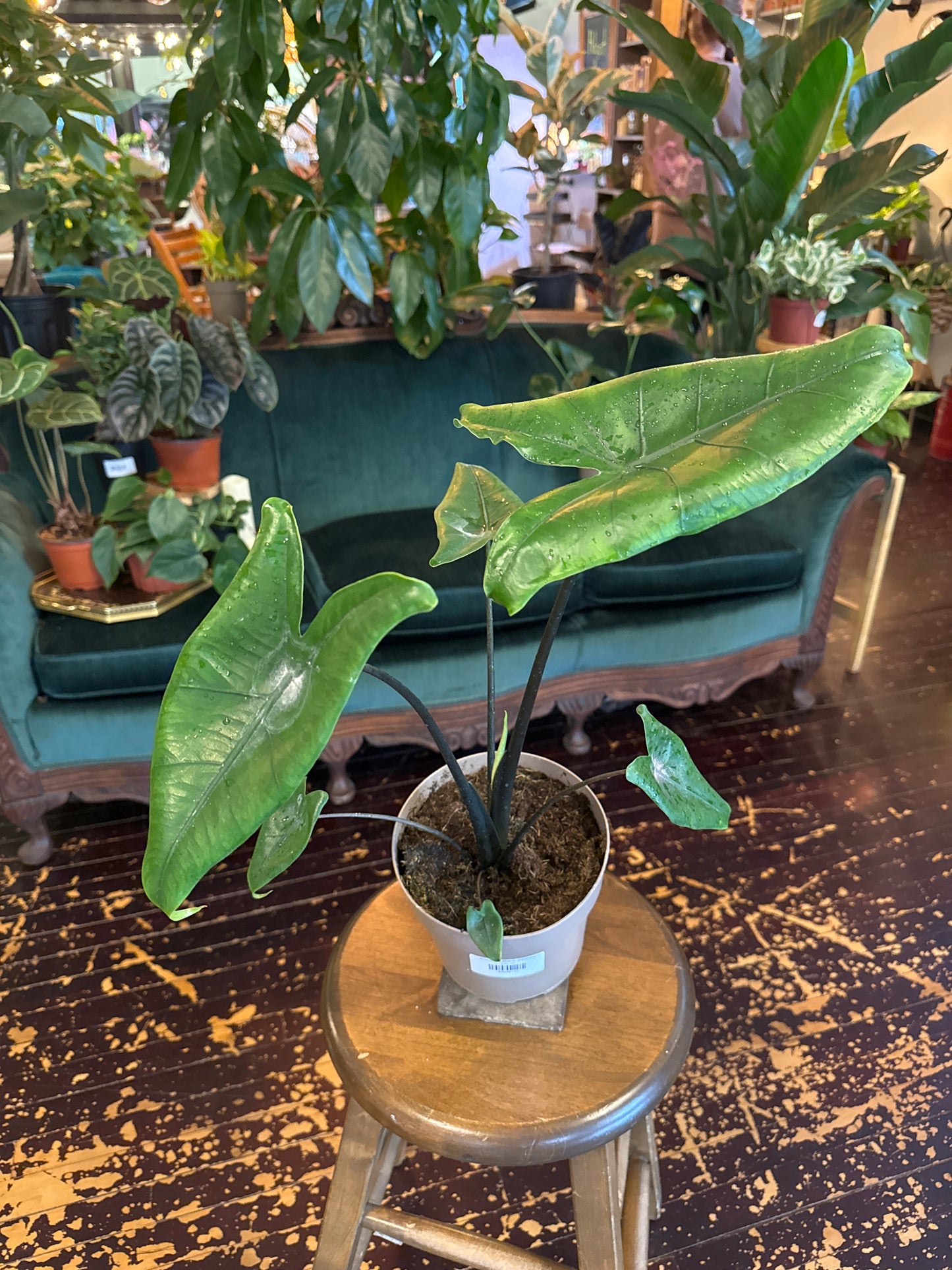Alocasia Black Zebrina