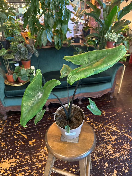 Alocasia Black Zebrina