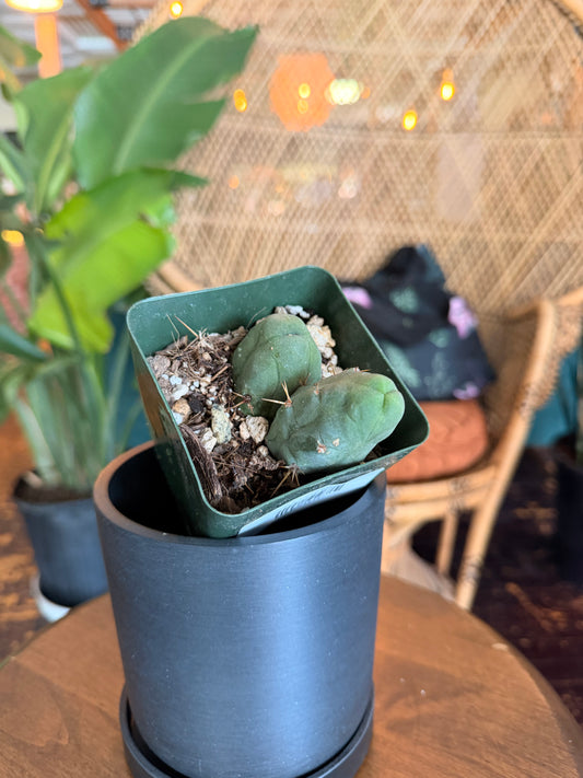 'Penis Cactus' Trichocereus bridgesii monstrose