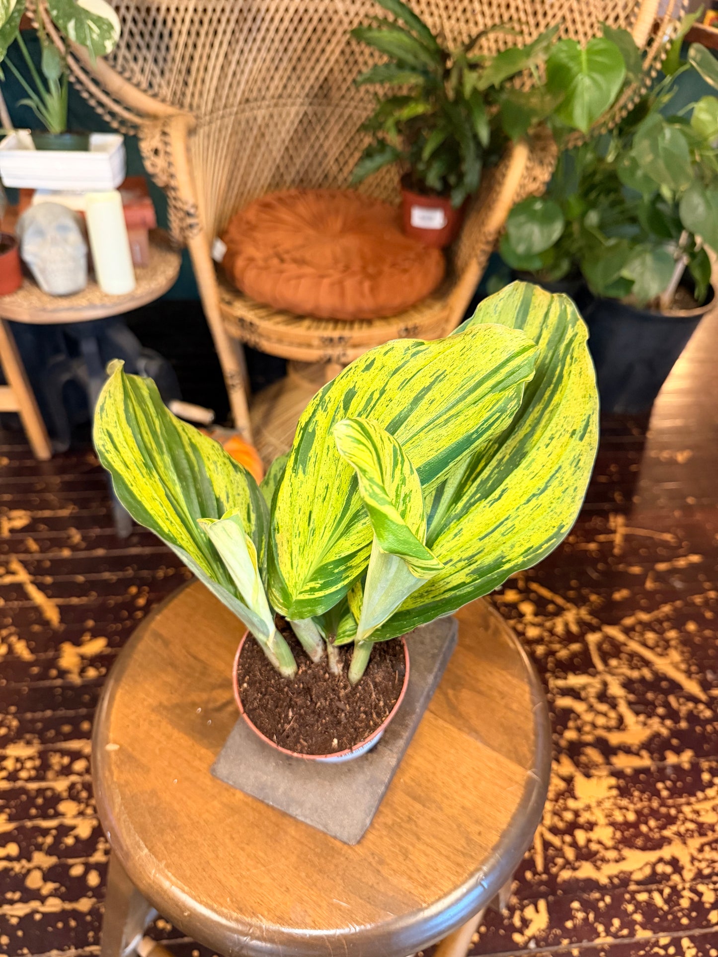 Kaempferia Cobra Lime