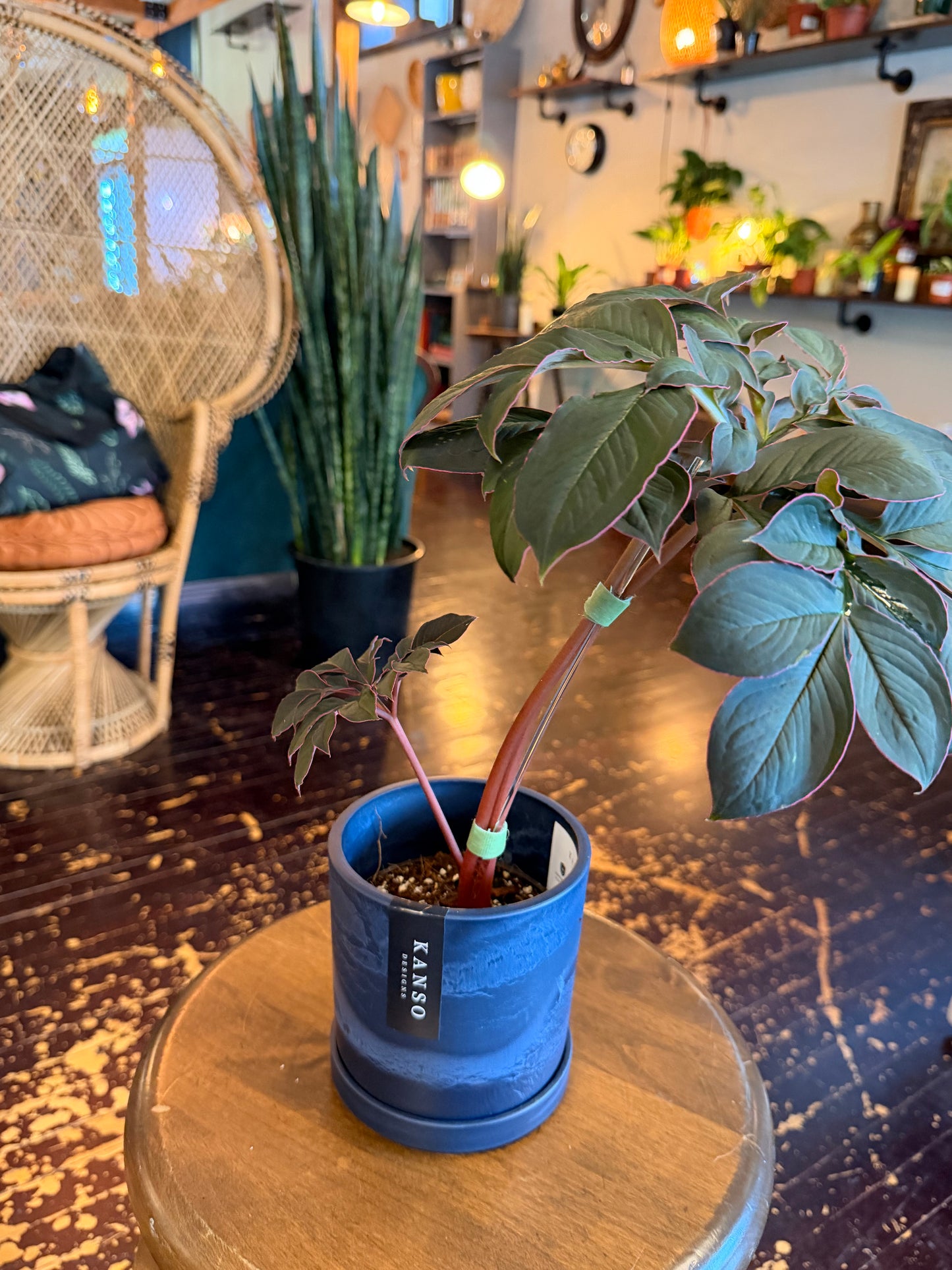 PRE-ORDER - Amorphophallus saururus 'Voodoo Lily'