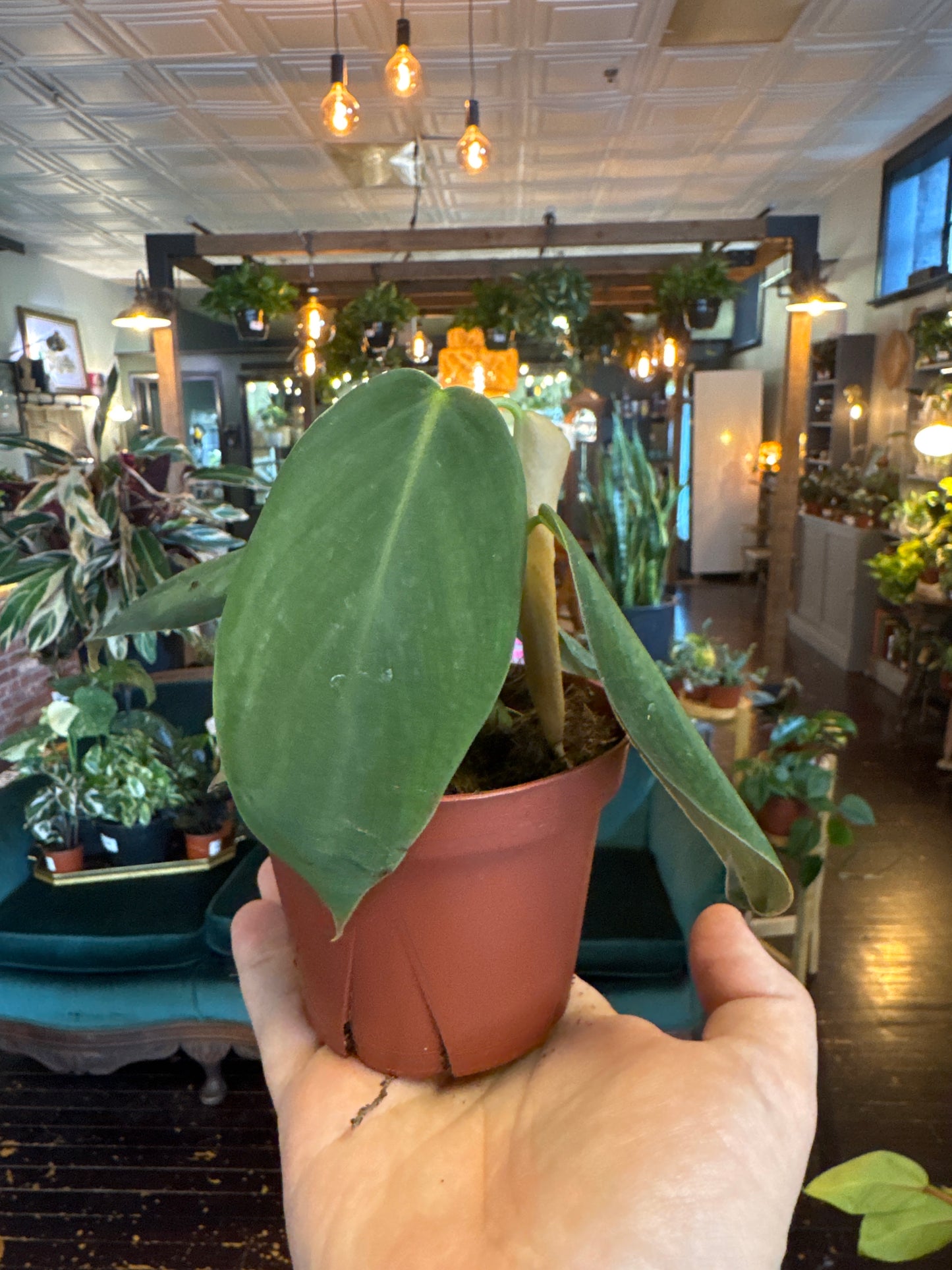 Philodendron Gigas