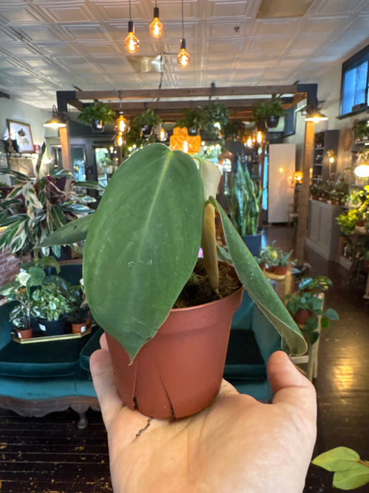 Philodendron Gigas