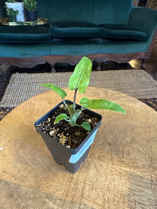 Alocasia lauterbachiana mint variegated - B