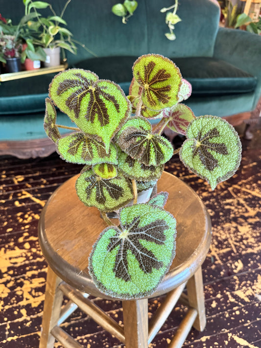 Begonia Iron Cross