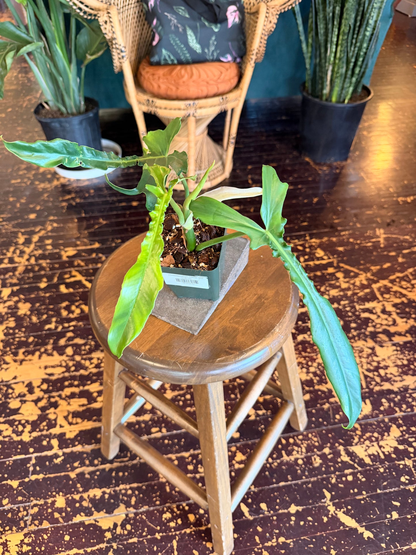 Philodendron 'Belle Isle'