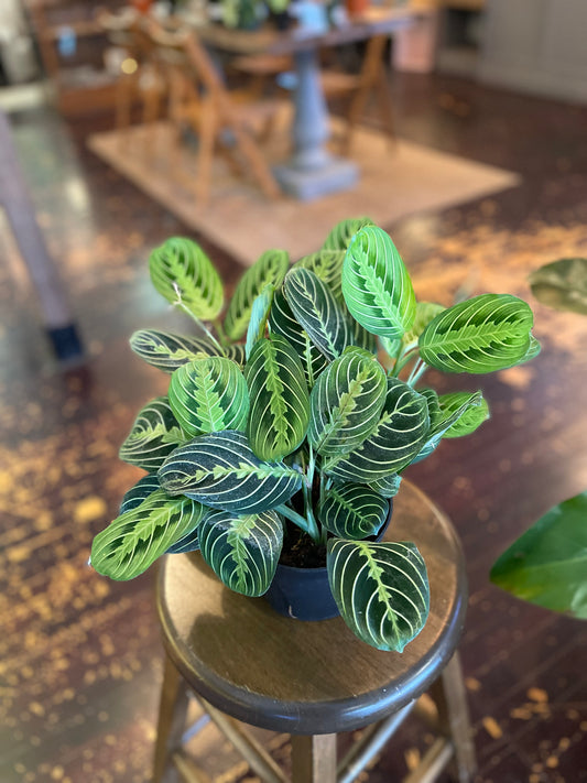 Maranta Lemon Lime