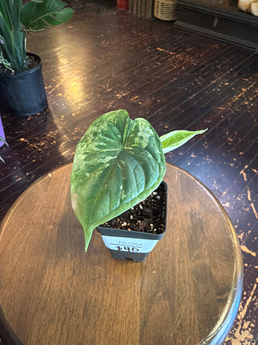 CYBER MONDAY: Alocasia Dragon Scale Albo Variegated