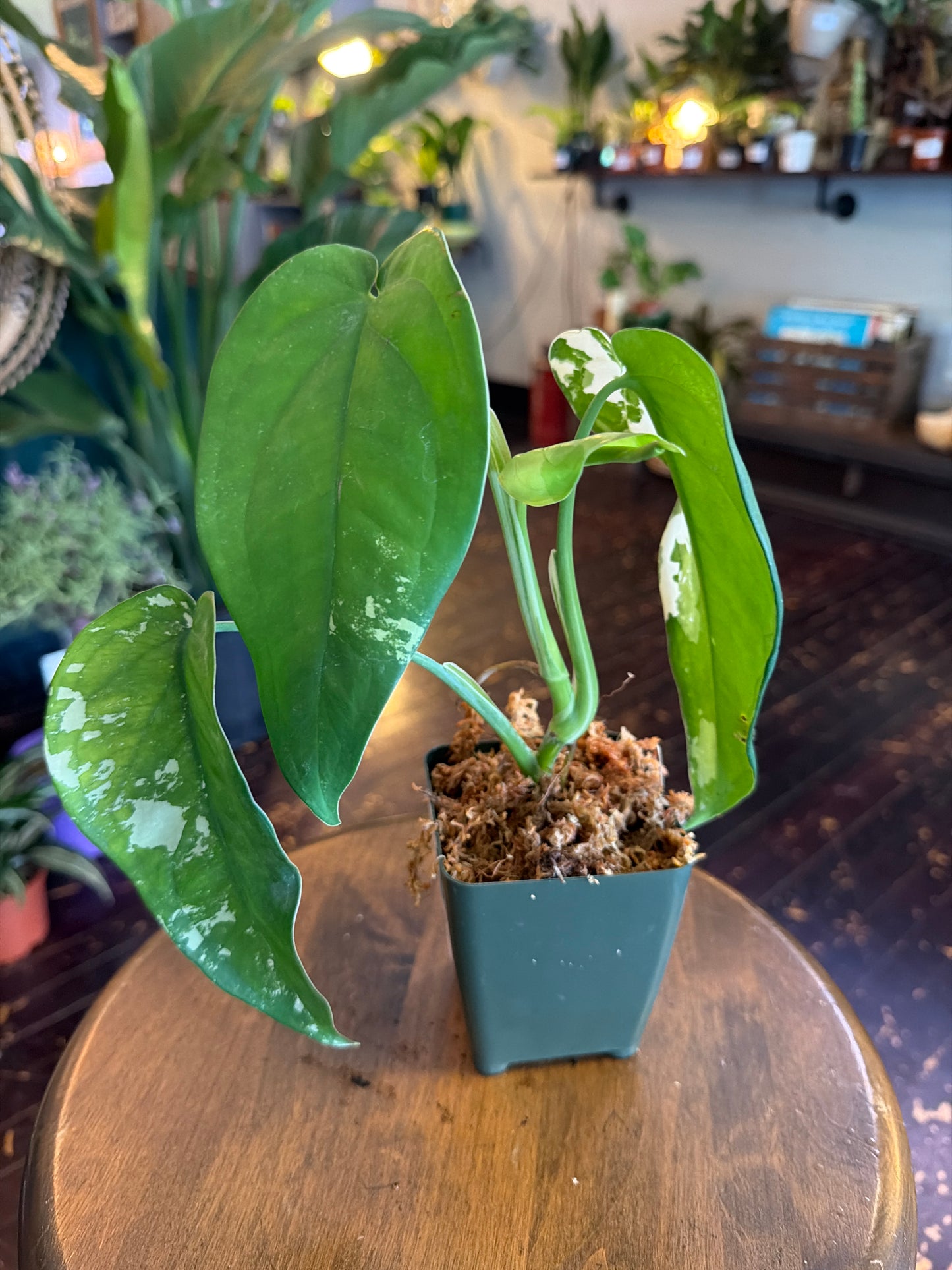 Syngonium Chiapense Variegated