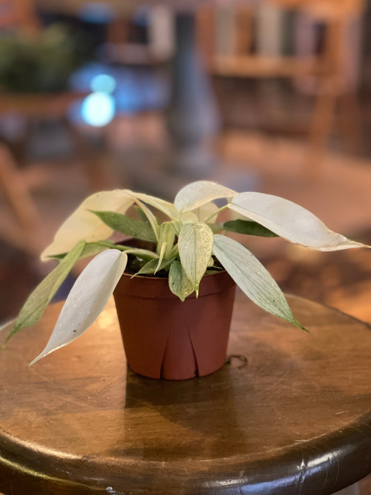 Philodendron Florida Ghost “‘Mint”