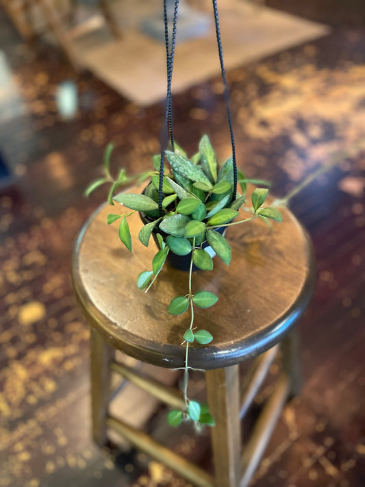 Hoya burtoniae variegated