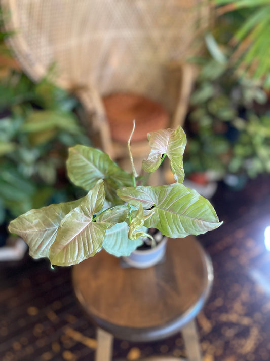 Syngonium 'Pink Spot'