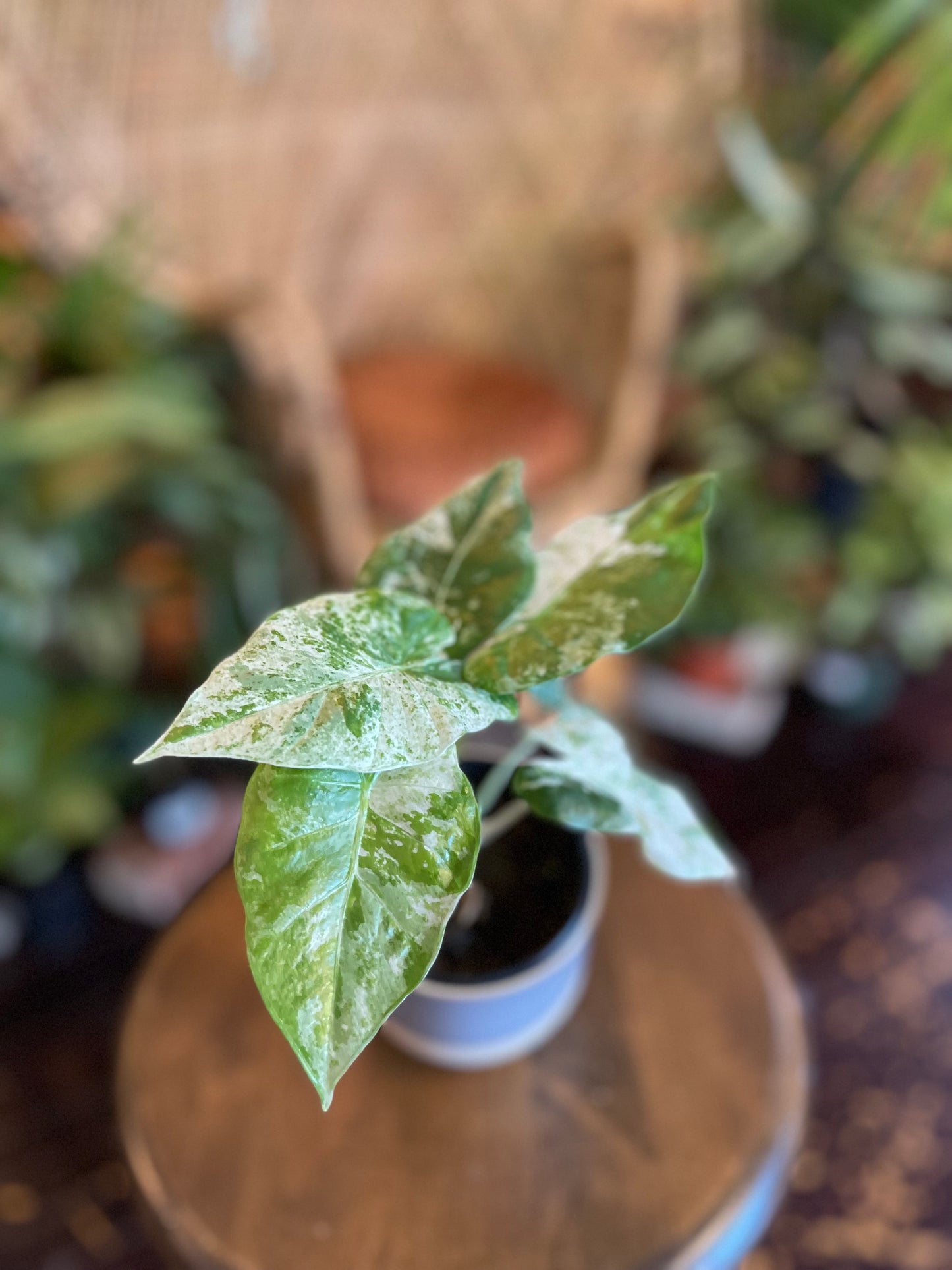 Alocasia Macrorrhiza Camouflage