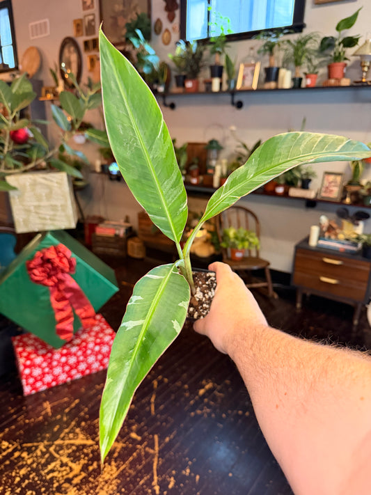 Musa Florida - Variegated Banana Tree