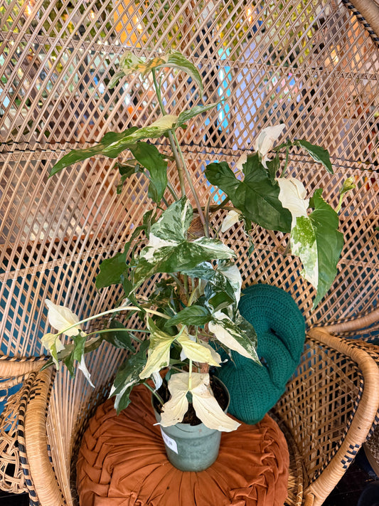 Syngonium Albo