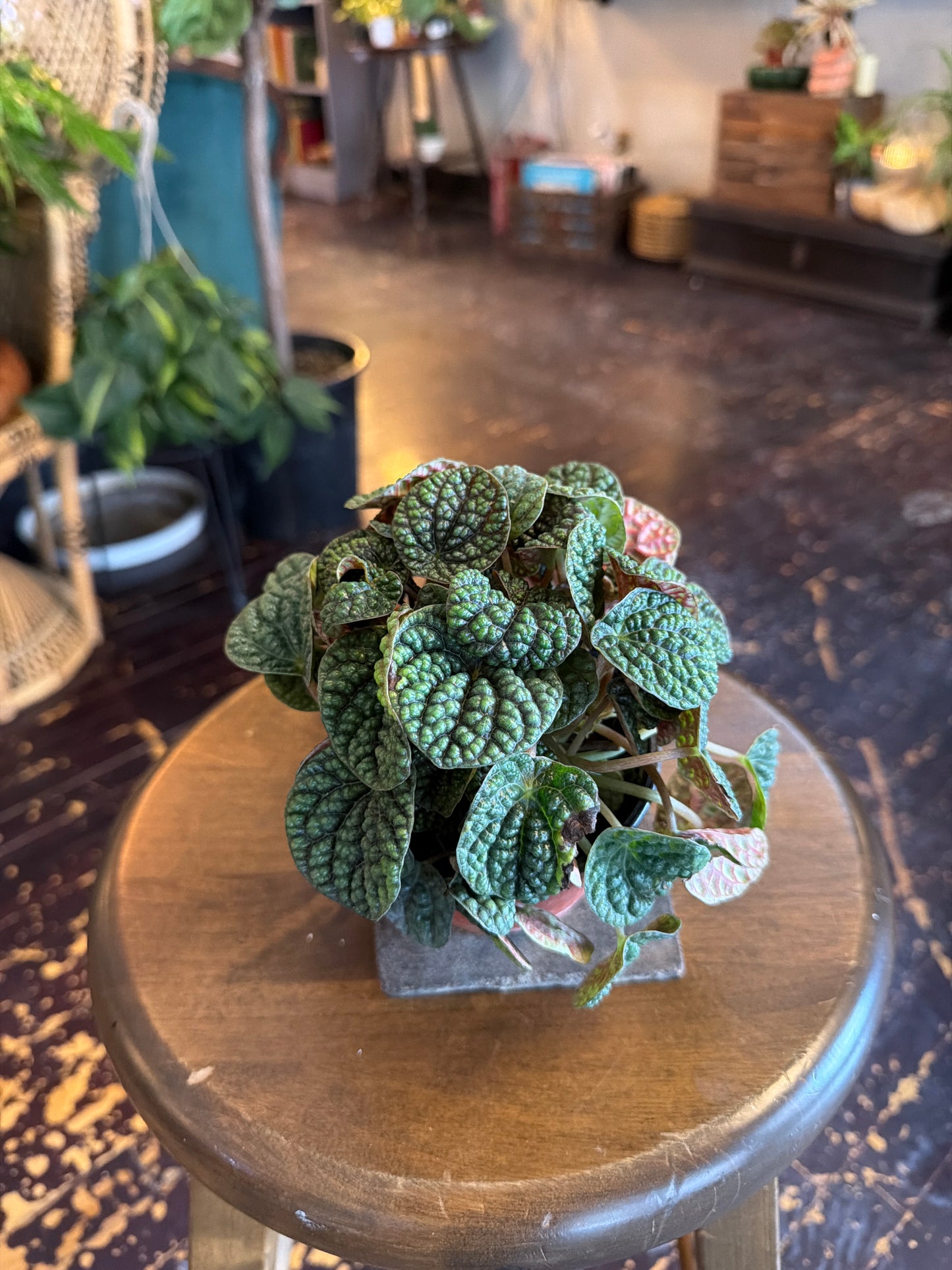 Peperomia Green Bubble