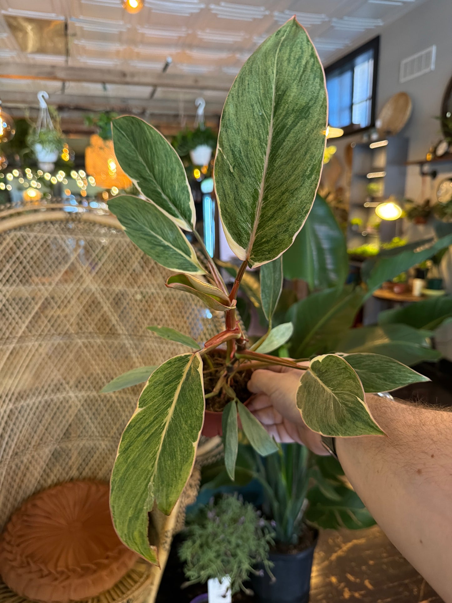 CYBER MONDAY: Philodendron 'Shady Lady' 1086