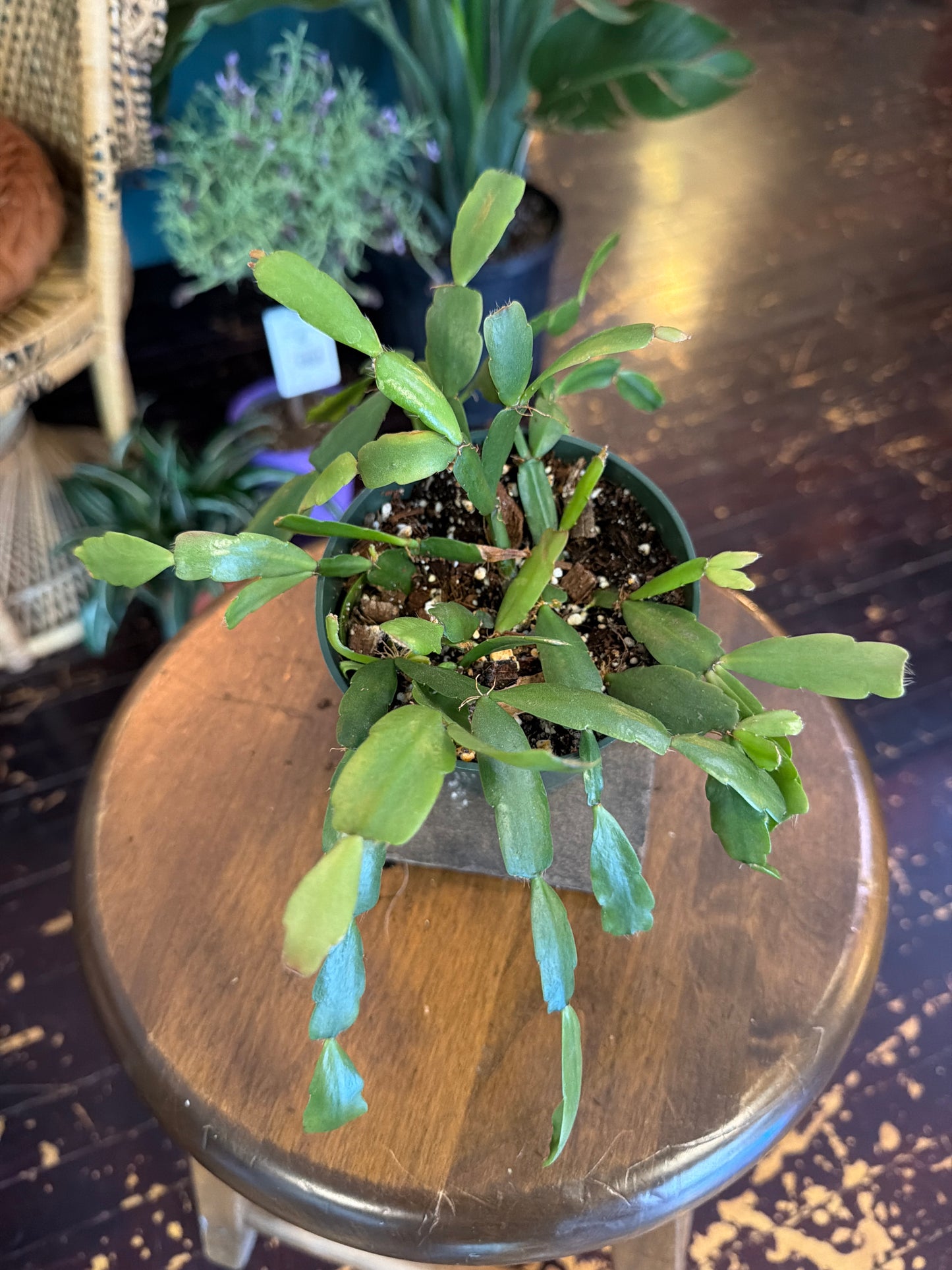 CYBER MONDAY: True Christmas Cactus - 1101