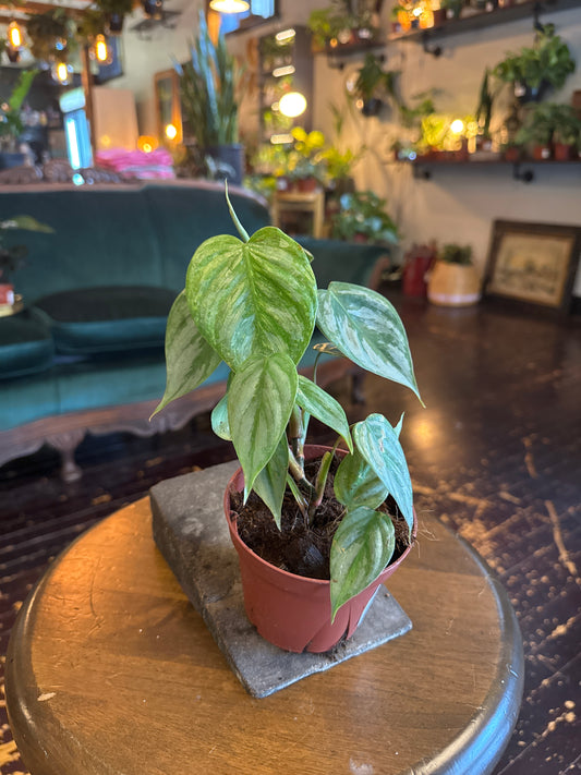 Philodendron Sodiroi