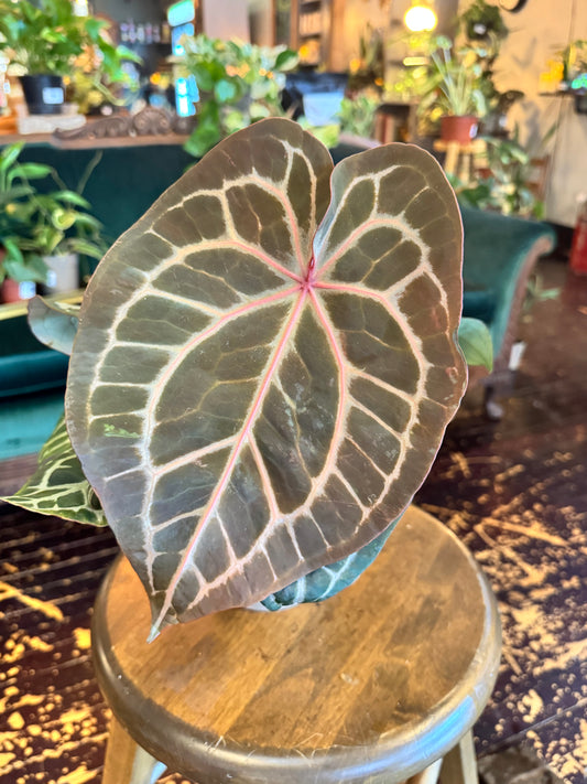 Anthurium Magnificent Dark '49' x Home, Sweet Home™ '32' by DocBlock®