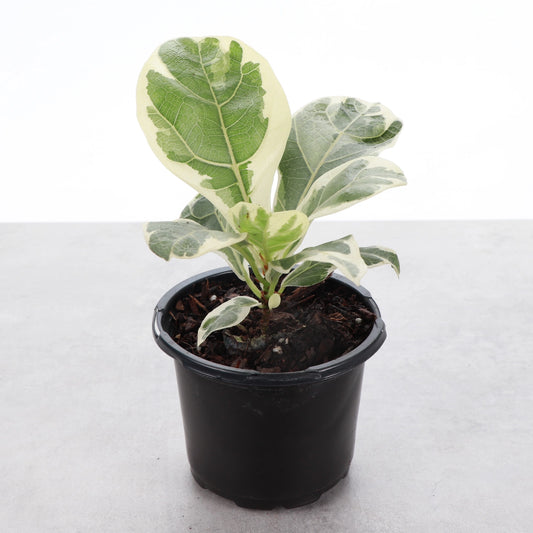 PRE-ORDER: Variegated Fiddle Leaf Fig