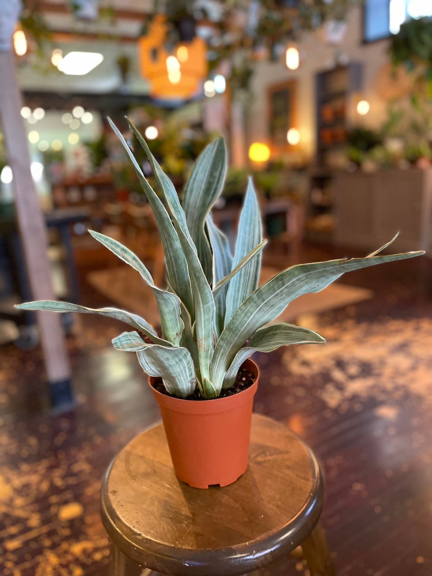 Sansevieria Sayuri