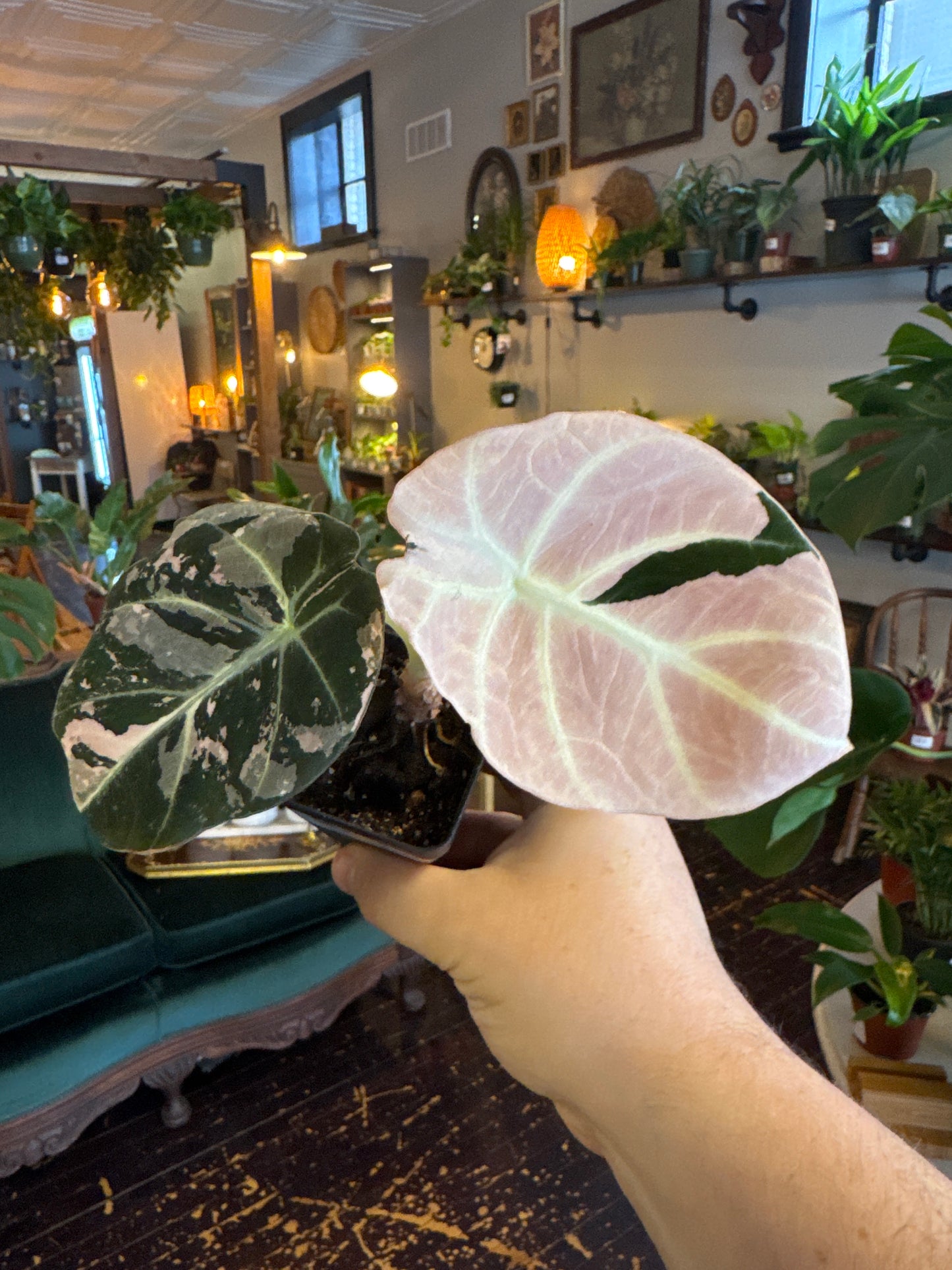 Alocasia Black Velvet - Pink Variegated