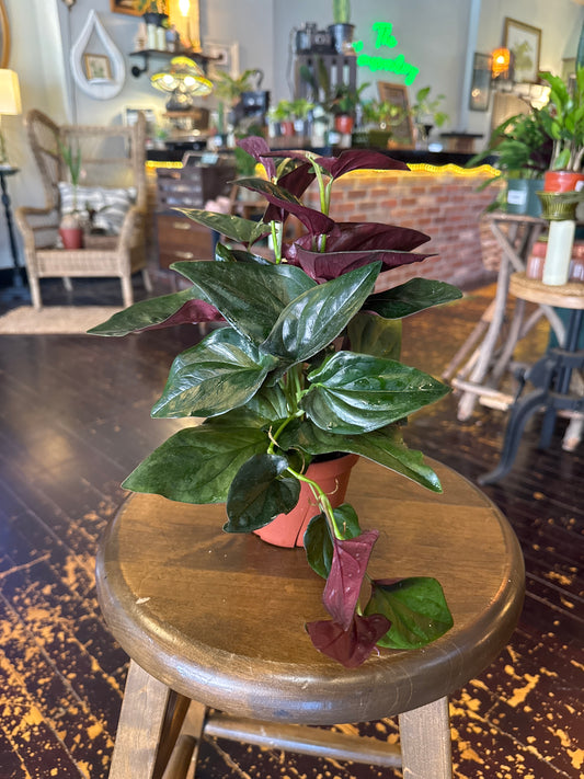 Syngonium Red Arrow
