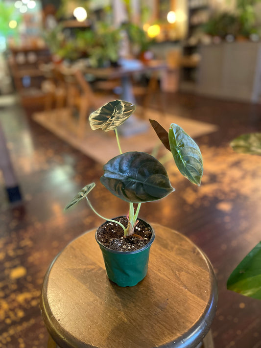 4" Alocasia "Red Secret" Cuprea