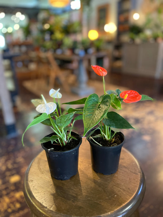 Assorted Anthurium