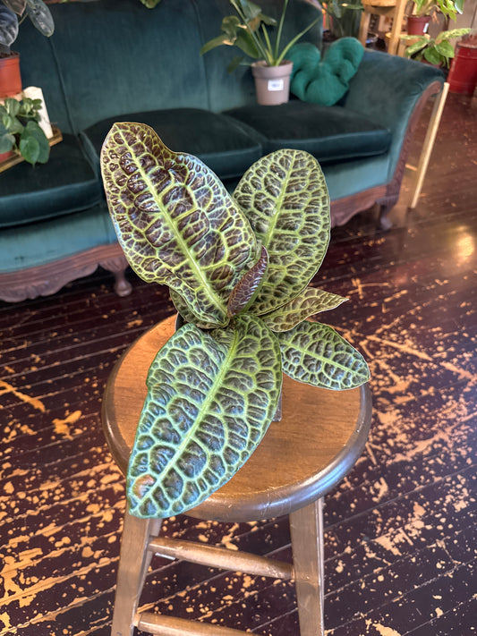 Labisia Kura Kura 'Turtle Back'
